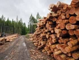 Куда после европейских санкций будут продавать белорусский лес?