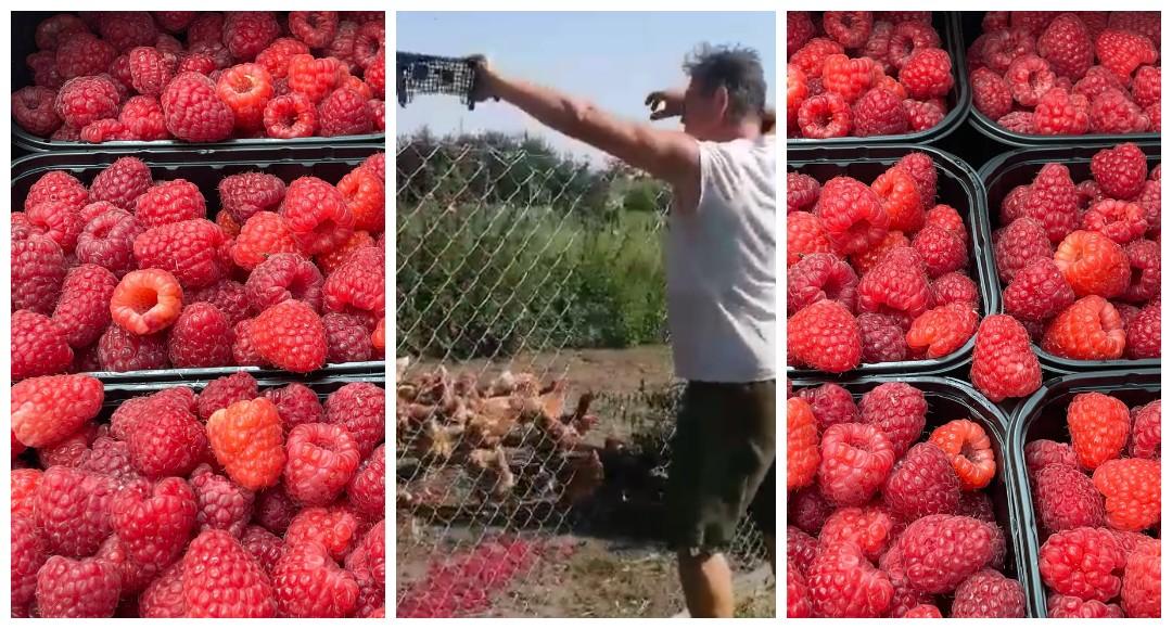 Почему выбрасывают ягоду в Брестской области?