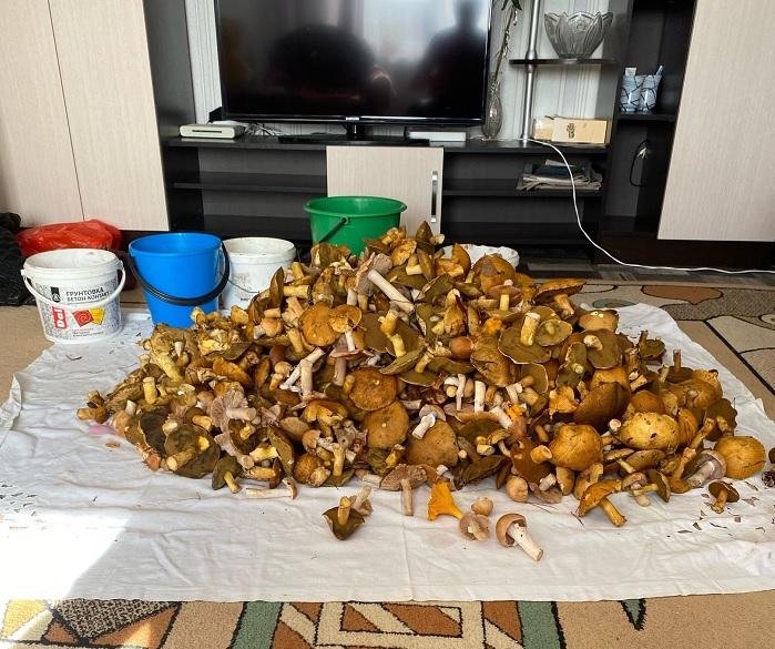 грибы