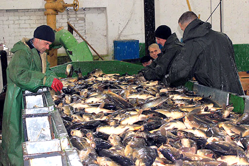рыбхоз