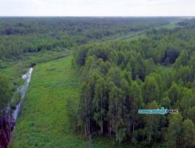 За приписки осудили лесничего в Барановичском районе